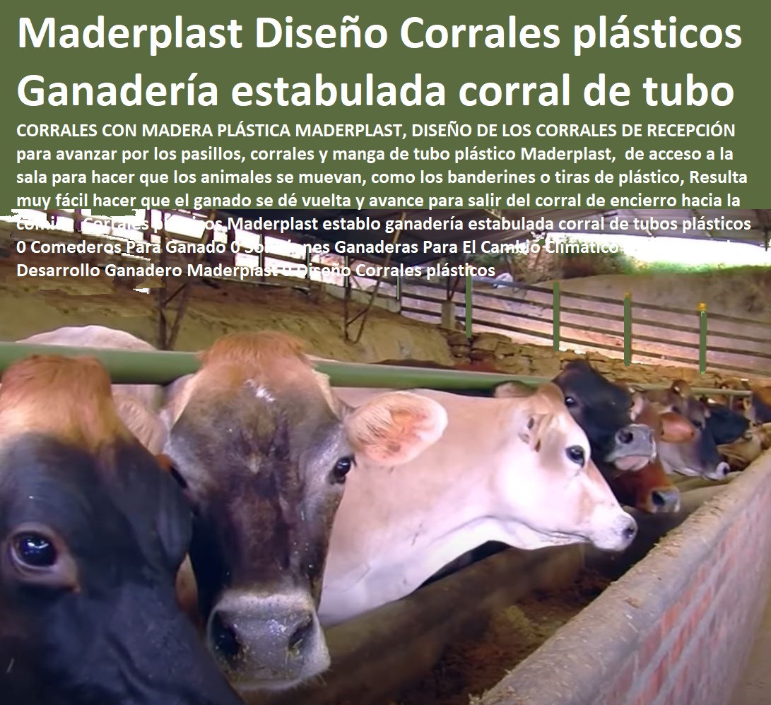 Corrales plásticos Maderplast establo ganadería estabulada corral de tubos plásticos 0 Comederos Para Ganado 0 Soluciones Ganaderas Para El Cambio Climático 0 Proyectos de Desarrollo Ganadero Maderplast 0 Diseño Corrales plásticos Corrales plásticos Maderplast establo ganadería estabulada corral de tubos plásticos 0 Comederos Para Ganado 0 Soluciones Ganaderas Para El Cambio Climático 0 Ganaderías Tecnificadas, Explotación Ganadera Automatizada, Sistemas de Pastoreo, Estabulación de Ganado, Pastoreo Intensivo, Establos, Corrales, Saladeros, Comederos, Cerramientos, Postes, Proyectos de Desarrollo Ganadero Maderplast 0 Diseño Corrales plásticos